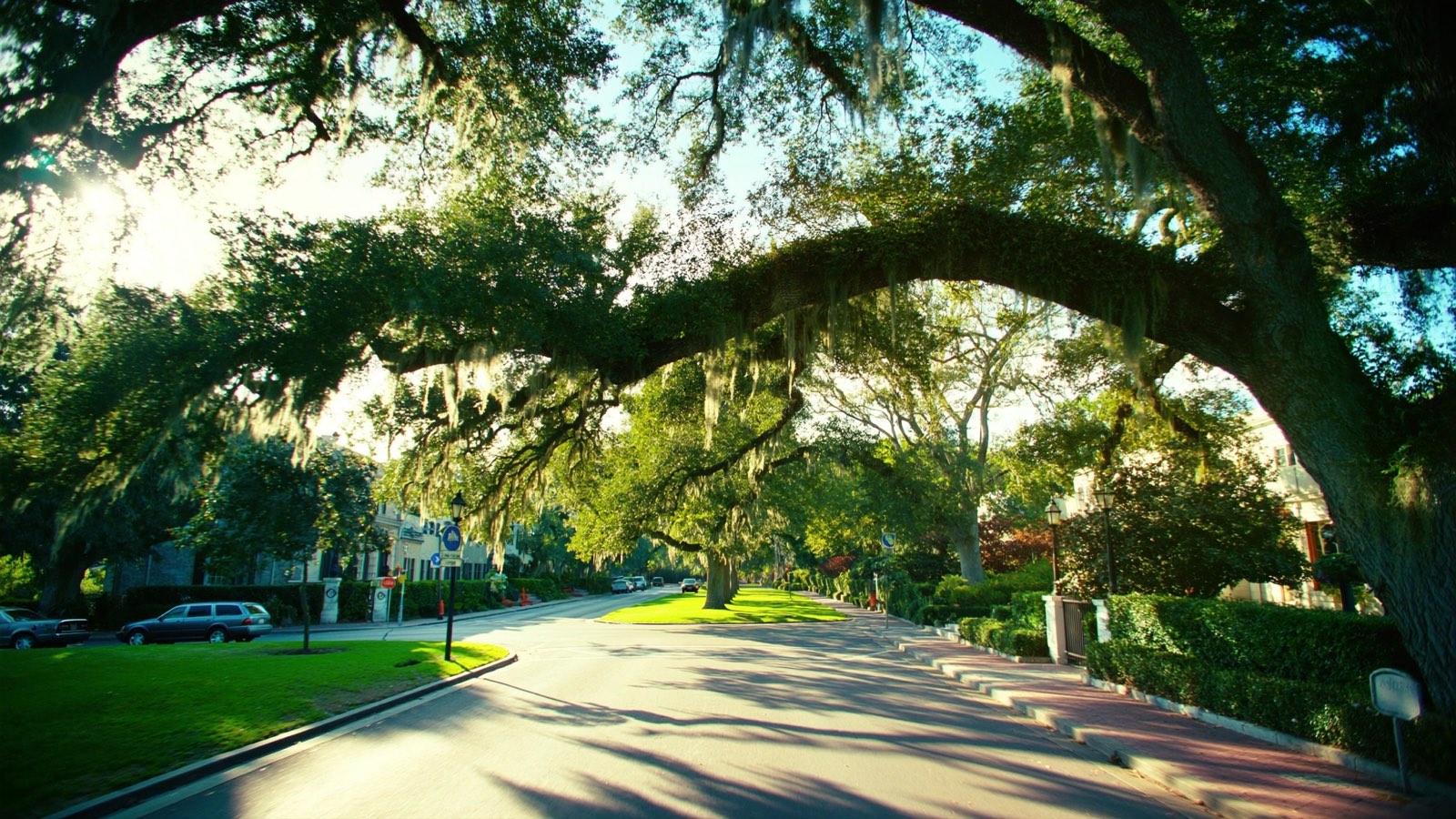 Oak-lined street draped in Spanish moss